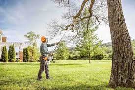 Reliable Sumner, WA Tree Care  Solutions